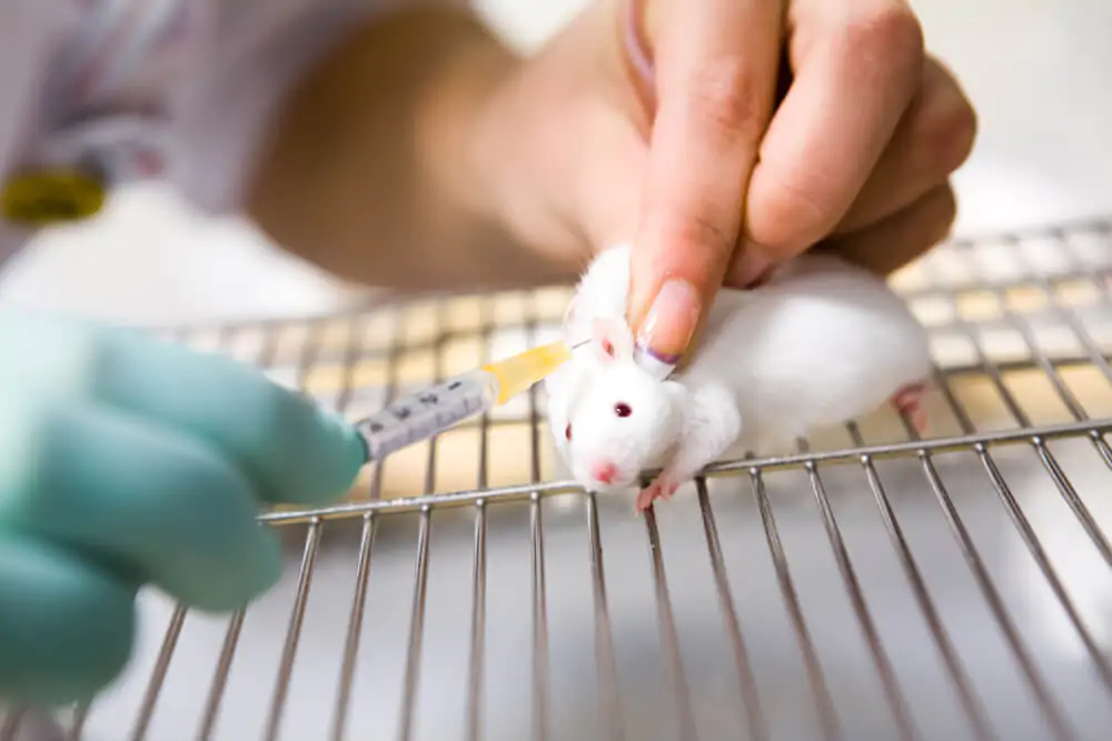 Argumentative Essays: Should animal testing be legal?