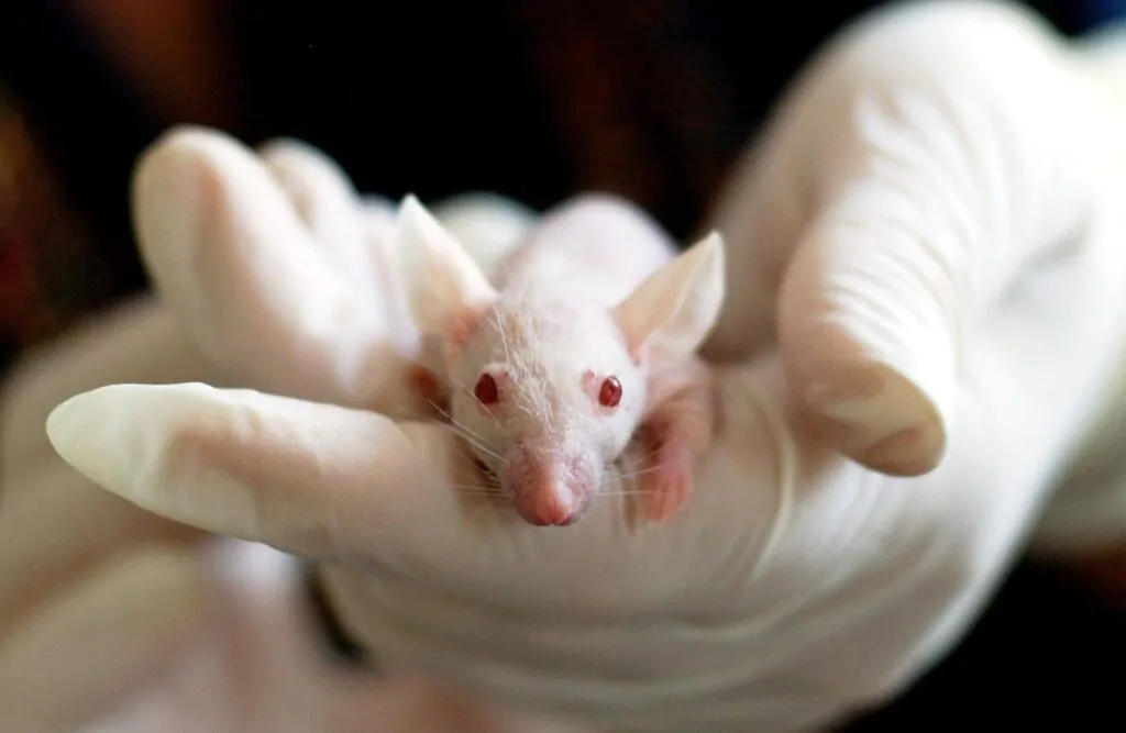 Articles about animal testing: Animal testing through the years