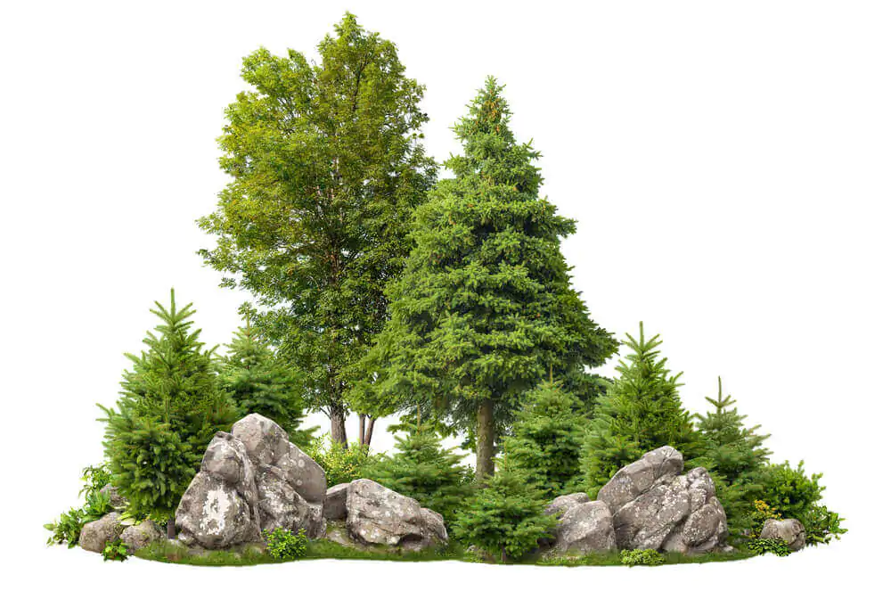 Cutout rock surrounded by fir trees. Garden design isolated on white background.