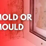 mold or mould