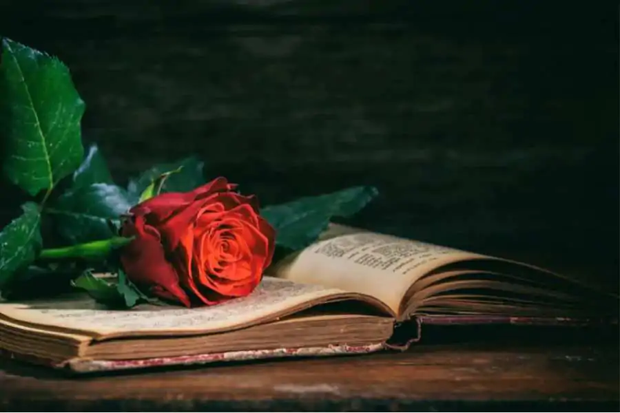  Libro abierto en un banco de madera con un capullo de rosa entre las páginas